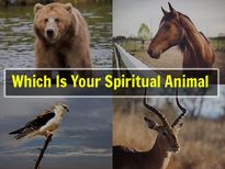 మీరు పుట్టిన తేదీ ఆధారంగా మీ యొక్క ఆధ్యాత్మిక జంతువు ఏమిటో తెలుసుకోవచ్చు!