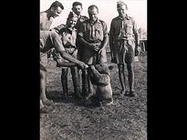 ఆ ఎలుగుబంటి దమ్ము కొట్టేది.. బీర్లు తాగేది.. రెండో ప్రపంచ యుద్ధంలో దమ్ము చూపింది