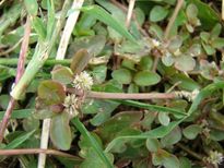 పొన్నగంటి కూర.. వీర్యకణాల్లోని లోపాలను సరిదిద్దుతుంది..అనారోగ్యాలను తరిమికొడుతుంది