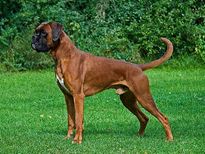 Dog bite: కుక్క కరిచినప్పుడు చేయాల్సిన మరియు చేయకూడని పనులు