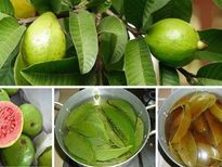 పంటినొప్పిని వెంటనే తగ్గించే జామఆకు రసం, ఎలా తయారు చేయాలి, ఎప్పుడు, ఎలా వాడాలి?
