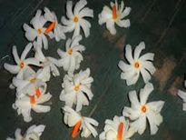 పారిజాతం చెట్టు గురించి ఈ రహస్యాలు మీకు తెలుసా?