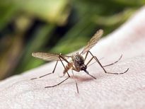 मच्‍छरों के लाल चकत्‍तों से कैसे पाएं छुटकारा? 