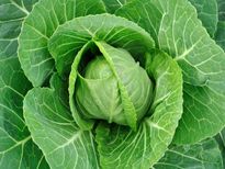 पत्‍ता गोभी खाने के 10 स्‍वास्‍थ्‍य लाभ