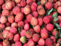  लीची खाने के स्‍वास्‍थ्‍य लाभ 