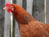 क्‍या Broiler Chicken स्‍वास्‍थ्‍य के लिए खतरनाक है? 