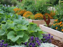  इन गर्मियों में अपने घर के गार्डन में उगाएं यह सब्ज़ियां 