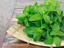 पुदीने की चंद पत्तियों से ऐसे कम करें वजन