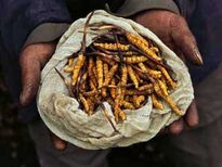 ‘हिमालया वियाग्रा’ कहे जाने वाले इस कीड़े की लाखों में है कीमत