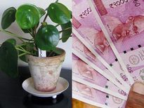 इस पौधे को लगाने से घर में खिंचा चला आएगा पैसा, जरूर लगाएं ये पौधा