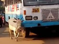 एक गाय जो अपने बच्चे की मौत का बदला लेना चाहती है, 4 साल से एक बस का कर रही है पीछा