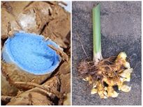 ये हैं काली हल्‍दी खाने के फायदे, आजमाएं और खुद जान जाएं 