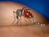 डेंगू से आराम पाने के लिए अपनाएं ये 25 घरेलू उपचार 