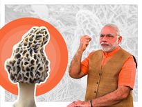  पीएम मोदी की सेहत का राज है ये मशरुम, 30 हजार रुपए किलो कीमत के इन मशरुम को खाने के जानें फायदे 