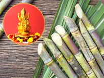 Diwali 2023:  द‍िवाली में होती है गन्‍ने की पूजा, मां लक्ष्‍मी से जुड़ी है वजह 