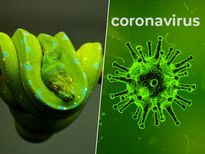 सांपों से इंसान में पहुंचा Corona Virus, इलाज ढूंढने में होगी आसानी