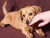 Puppy को Biting से दूर रखने के लिए अपनाएं यह तरीके