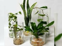 अपने घर को खूबसूरत बनाने के लिए इन Water Plants की लें मदद