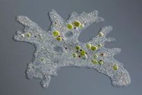 Brain-Eating Amoeba Infection : कोरोना के खौफ के बीच ब्रेन ईटिंग अमीबा, ये लक्षण दिखने के बाद हो जाती है मौत