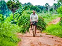 National Farmers Day: किसानों का देश की अर्थव्यवस्था में महत्वपूर्ण योगदान, जानें इसका महत्व