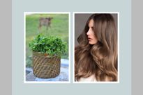 Hair Care: मेथी के पत्तों से बनाएं हेयर कलर, बाल होंगे सॉफ्ट और चमकदार 