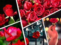 Rose Benefits: कई बीमारियों में गुलाब बना 'संजीवनी', प्यार के साथ सेहत के लिए भी फायदेमंद