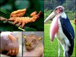 Scary Animals That Can Give You Goosebumps!