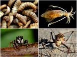 Horrifying Things Found In Humans