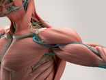 Why Growing Muscle Is Good