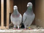 Remove These Things From Your Home To Be Rich