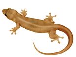 How A Lizard Really Predicts Your Destiny?