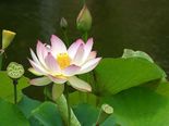 Varalakshmi Puja 2022: Types of Flowers To Offer Gods and Goddesses 