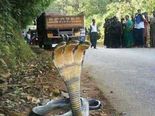 Top 8 Hoaxes About India 