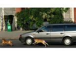 Ever Wondered Why Dogs Run Behind Moving Vehicles?