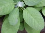 Do You Eat Sage Regularly? If Not, You Must To Get These 8 Health Benefits