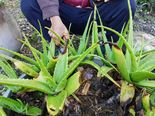 Aloe Vera Is More Than Just A Beauty Product; Know How This Herb Benefits Our Health