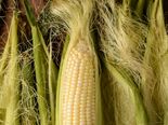 Reasons Why You Should Never Eat Corn Again