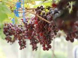 Amazing Health Benefits Of Grape Seeds That You Need To Know 