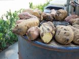 Top Facts About Carbohydrates That You Need To Know 
