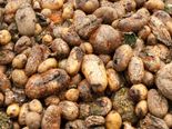 Did You Know Potatoes Can Kill You?