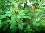This One Ancient Herb Helps Cure 10 Health Problems, Check It Out!
