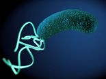 Remedies For H Pylori Bacteria Infection