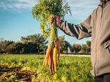 Top Health Benefits Of Parsnips