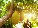 This Fruit Is A Strong Cancer Killer! Read To Know More