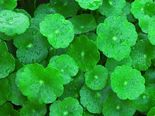 Anti-Ageing Herbs For Beautiful Skin