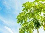 Incredible Health Benefits Of Papaya Leaf Juice