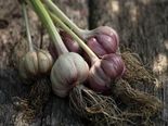 Put A Piece Of Garlic In This Part Of Your Body & Experience Its Health Benefits