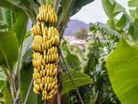15 Incredible Health Benefits Of Eating One Banana Every Day