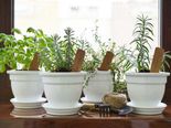 Herbs That Can Repair Lung Damage, Combat Infections And Boost Lung Health!