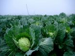 Wrap Your Leg With Cabbage For 1 Hour & See What Happens!